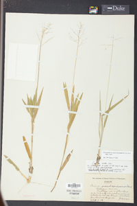 Dichanthelium ovale subsp. ovale image