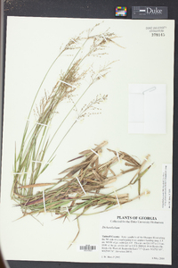 Dichanthelium ovale image