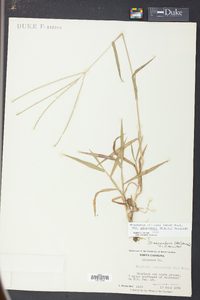 Digitaria ciliaris image