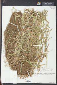 Digitaria ciliaris image