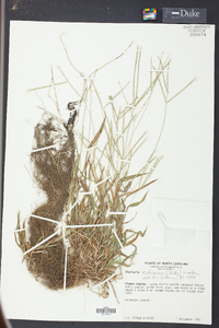 Digitaria ciliaris image