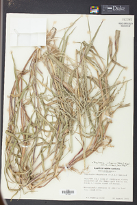 Digitaria ciliaris image