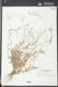 Digitaria ciliaris image