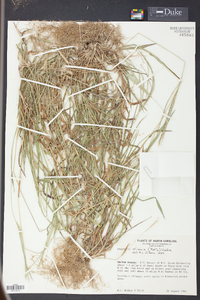 Digitaria ciliaris image