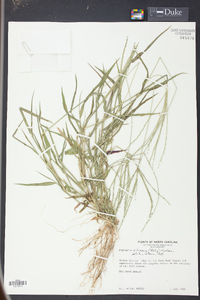 Digitaria ciliaris image