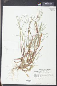 Digitaria ciliaris image