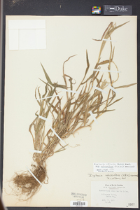 Digitaria ciliaris image