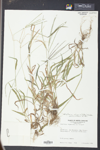 Digitaria ciliaris image