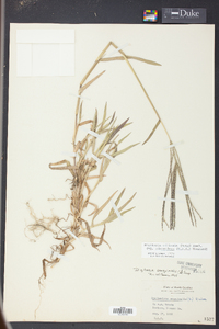 Digitaria ciliaris image