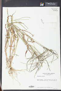 Digitaria ciliaris image