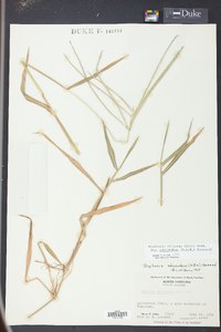 Digitaria ciliaris image