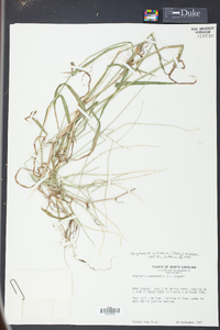 Digitaria ciliaris image