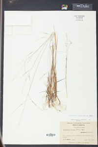 Digitaria filiformis image