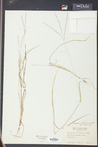 Digitaria filiformis image