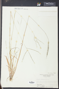 Digitaria filiformis image