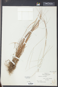 Digitaria filiformis image