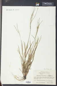 Digitaria filiformis image