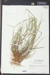 Digitaria filiformis image