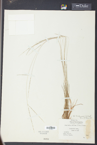 Digitaria filiformis image