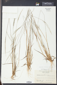 Digitaria filiformis image