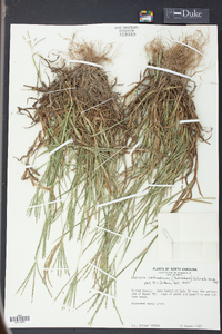 Digitaria ischaemum image