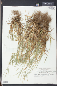 Digitaria ischaemum image