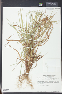 Digitaria ischaemum image