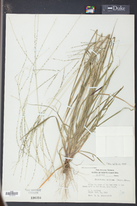 Digitaria villosa image