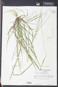 Digitaria villosa image