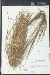 Digitaria villosa image