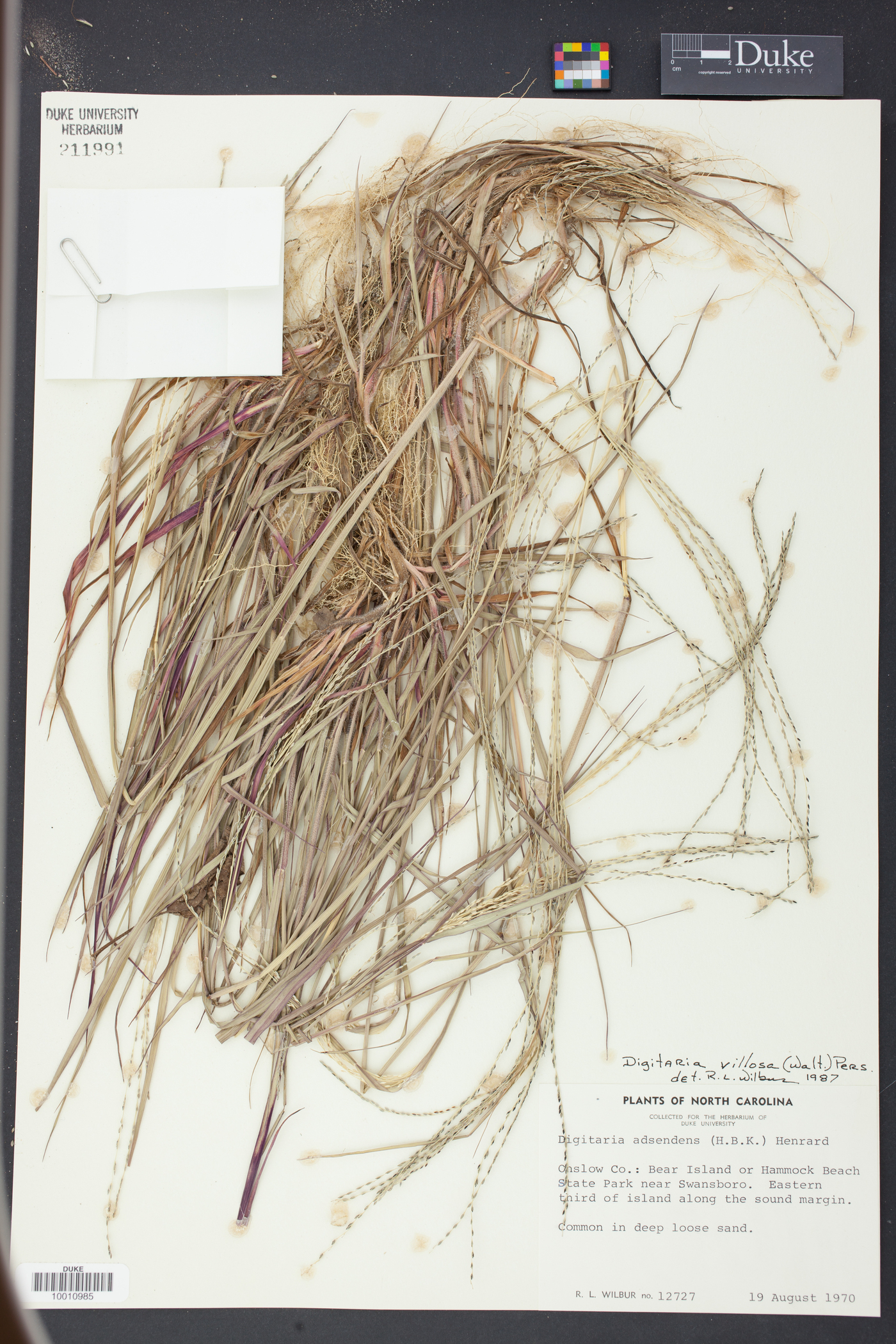 Digitaria villosa image