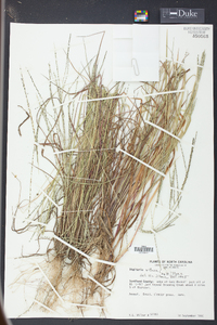 Digitaria villosa image