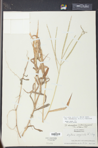 Digitaria ciliaris image