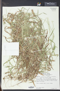 Digitaria ciliaris image