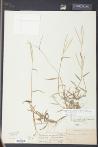 Digitaria ciliaris image