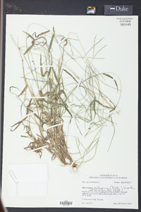 Digitaria ciliaris image