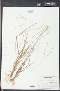 Digitaria filiformis image