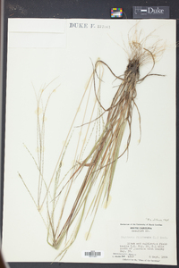 Digitaria filiformis image