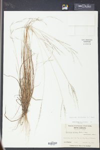 Digitaria filiformis image