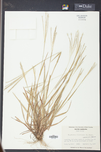 Digitaria filiformis image