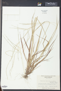 Digitaria filiformis image