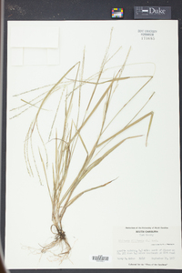 Digitaria filiformis image