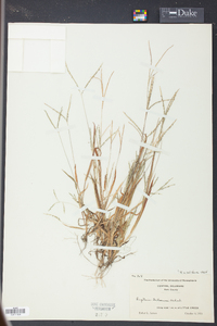 Digitaria ischaemum image