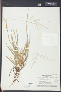 Digitaria ischaemum image