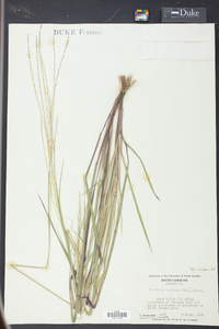 Digitaria villosa image