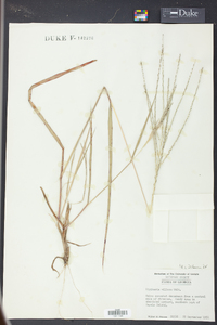 Digitaria villosa image