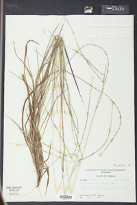 Digitaria villosa image