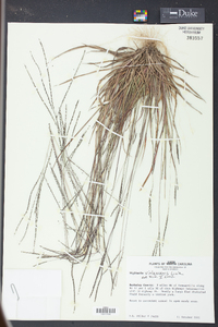 Digitaria villosa image