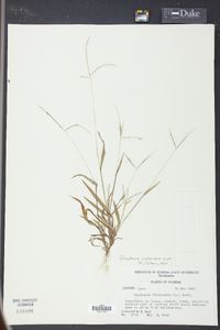 Digitaria villosa image