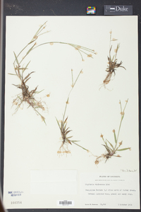 Digitaria villosa image